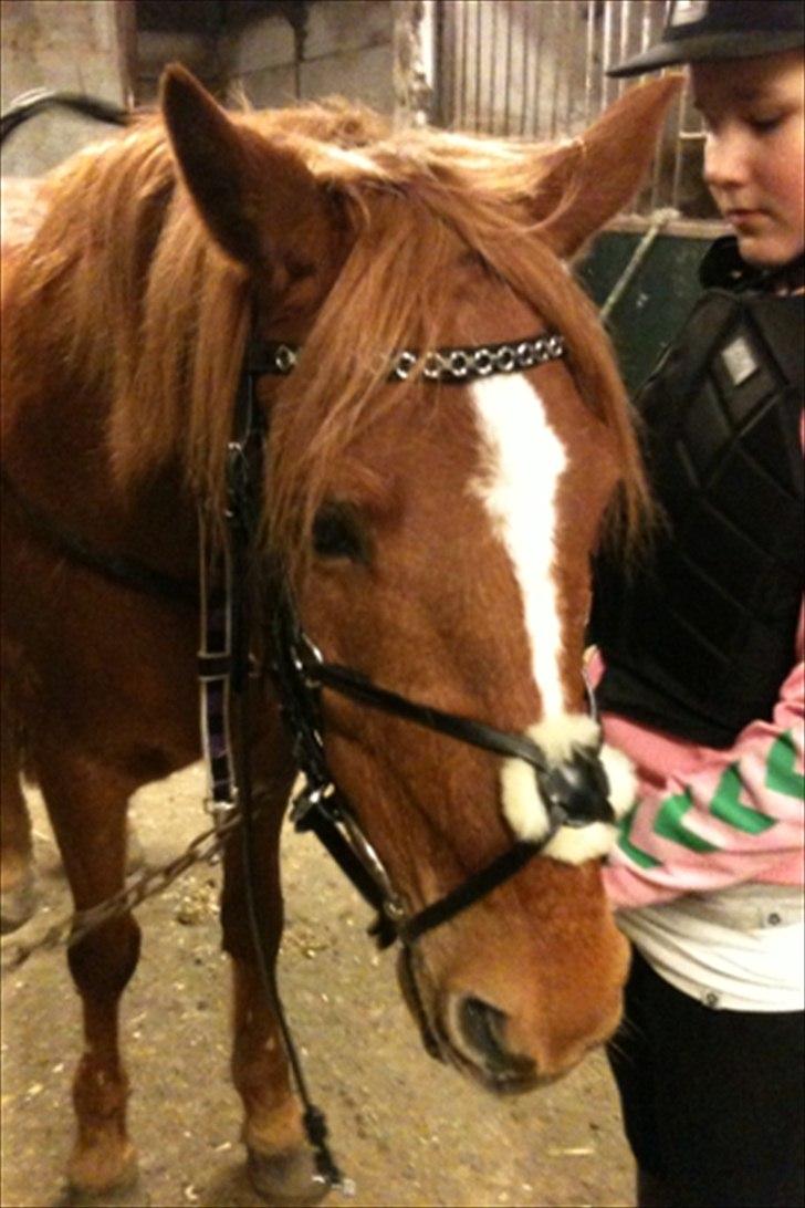 Anden særlig race Elliot  - Velkommen til Elliot's profil ;) billede 1