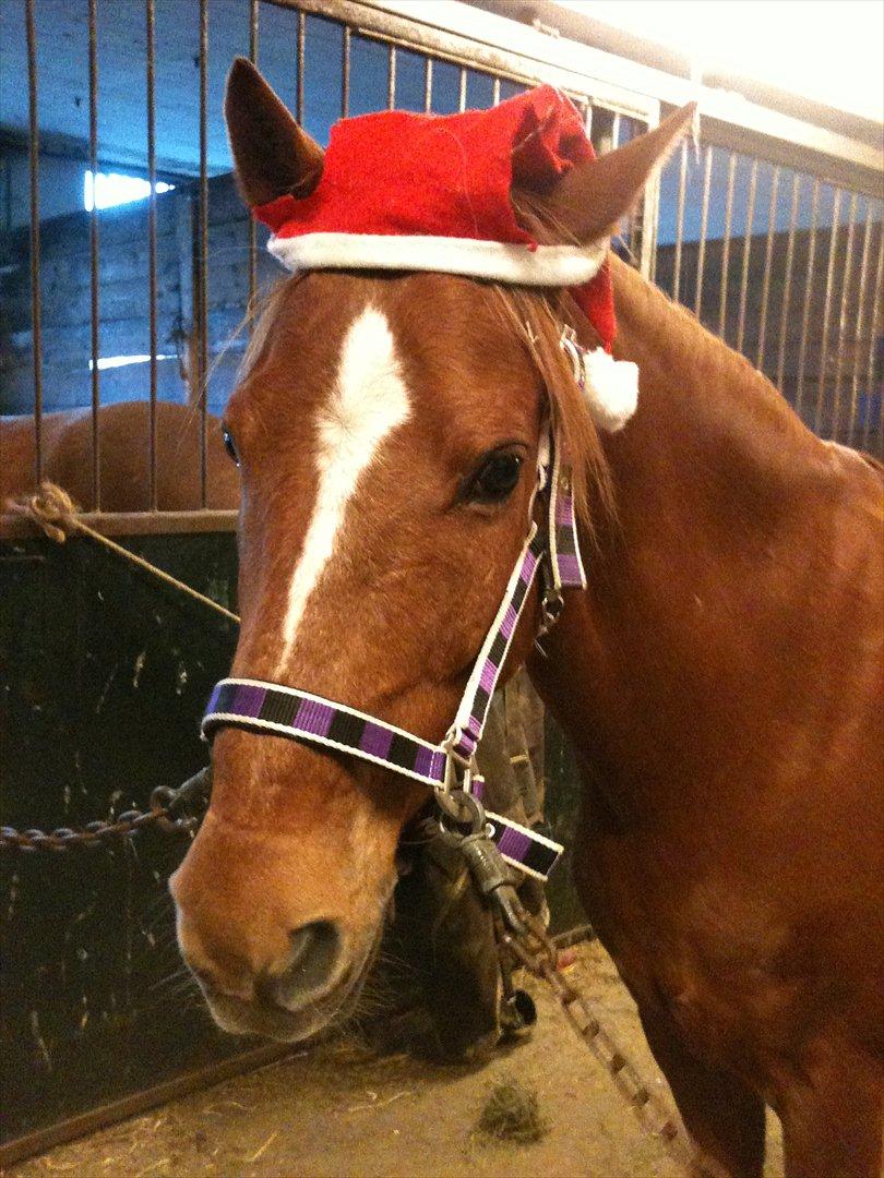 Anden særlig race Elliot  billede 2