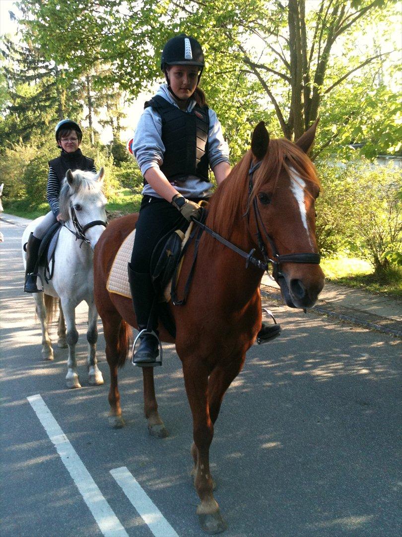 Anden særlig race Elliot  billede 3