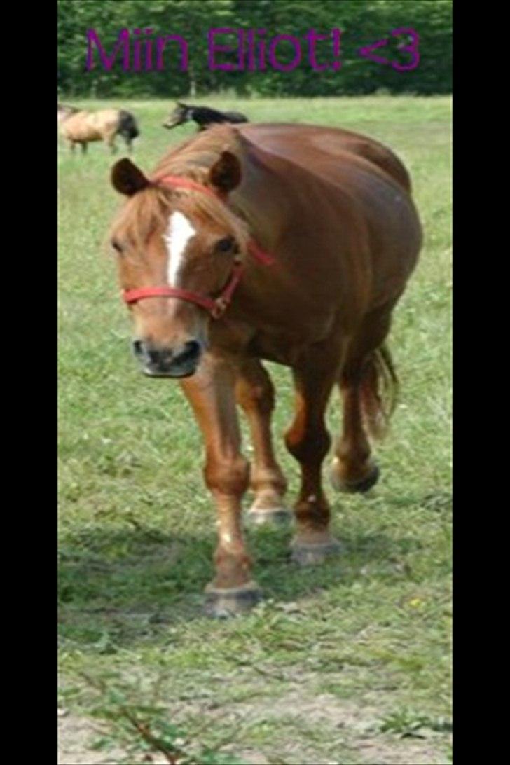 Anden særlig race Elliot  billede 4