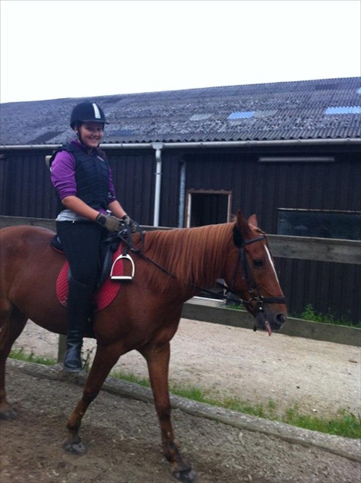 Anden særlig race Elliot  billede 6