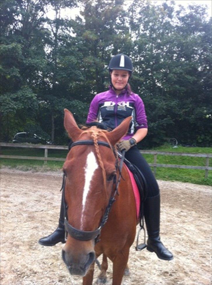 Anden særlig race Elliot  billede 7