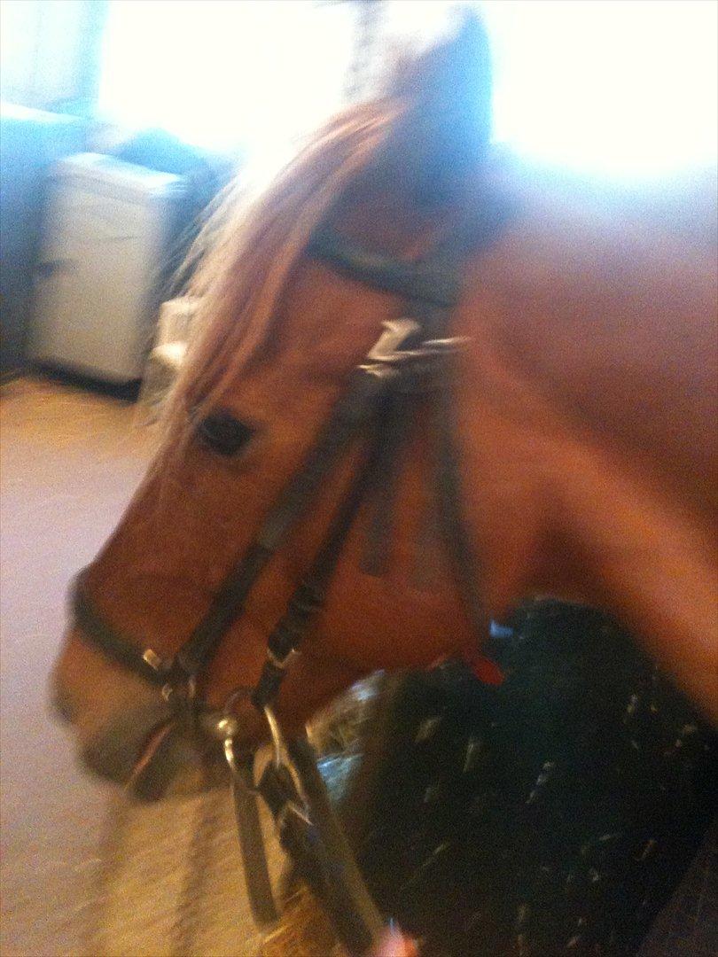 Anden særlig race Elliot  billede 9