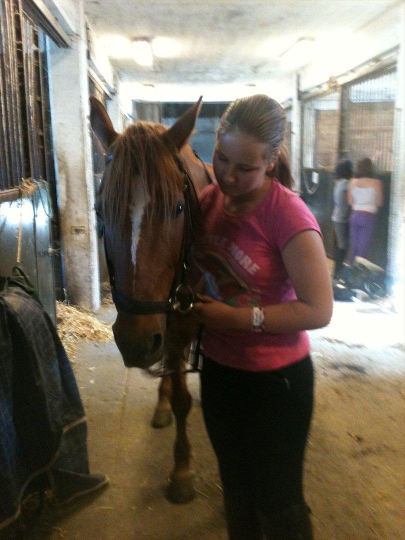 Anden særlig race Elliot  billede 12