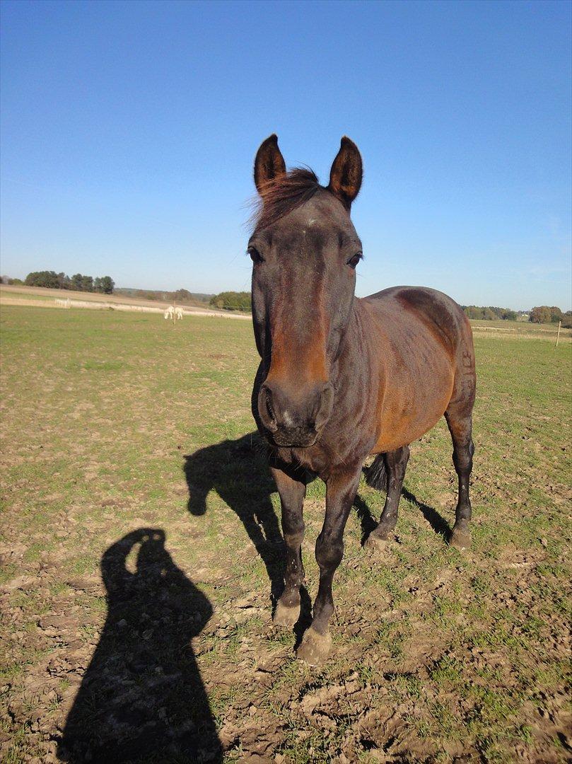 Dansk Varmblod Jutlandias Balou billede 14