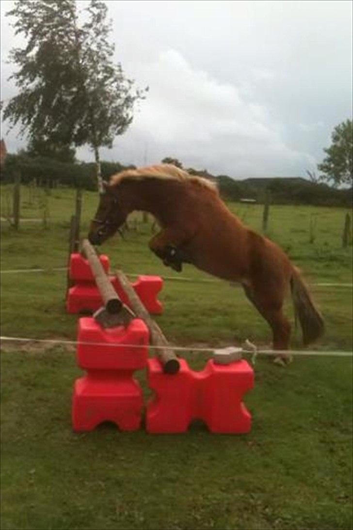 Shetlænder Coco - Den lille prut løsspringer. billede 1