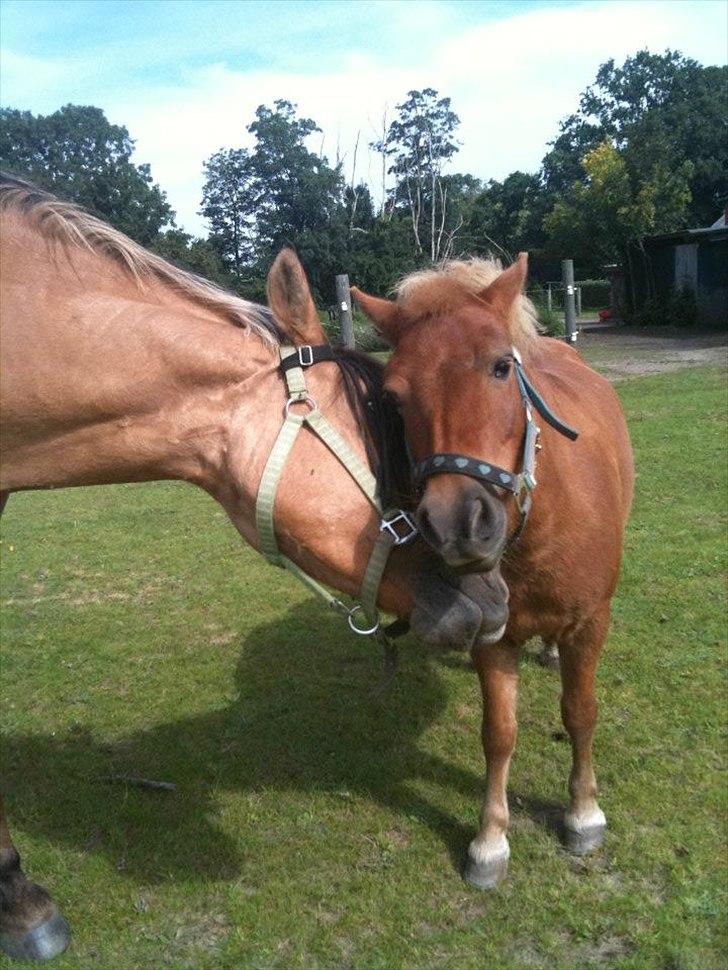 Shetlænder Coco billede 9