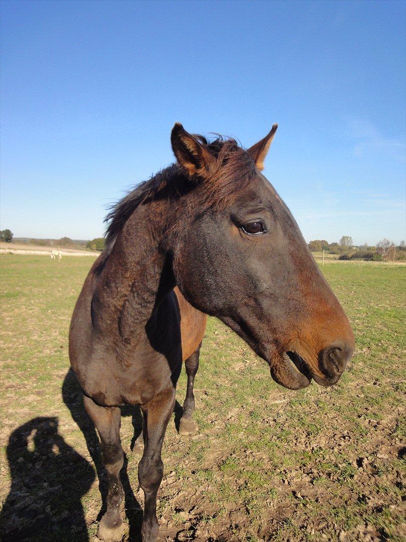 Dansk Varmblod Jutlandias Balou billede 15
