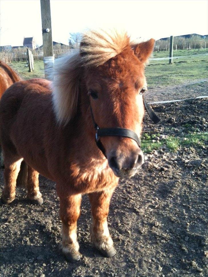 Shetlænder Coco billede 10