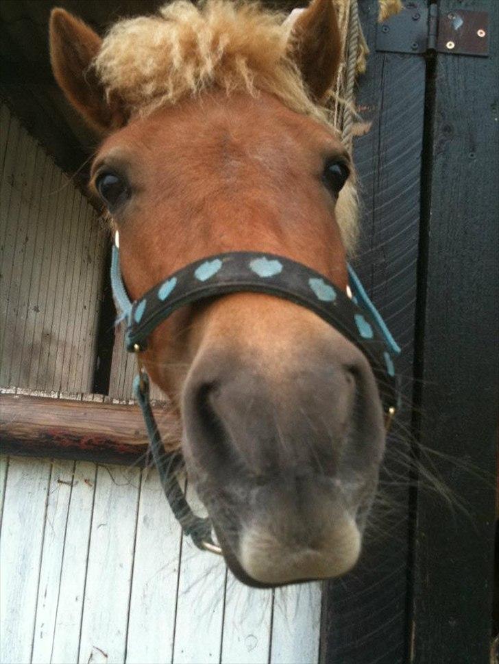 Shetlænder Coco billede 11