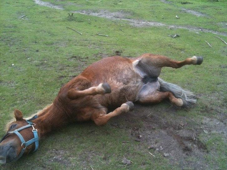 Shetlænder Coco billede 12