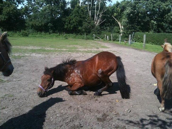 Anden særlig race Lulu billede 3