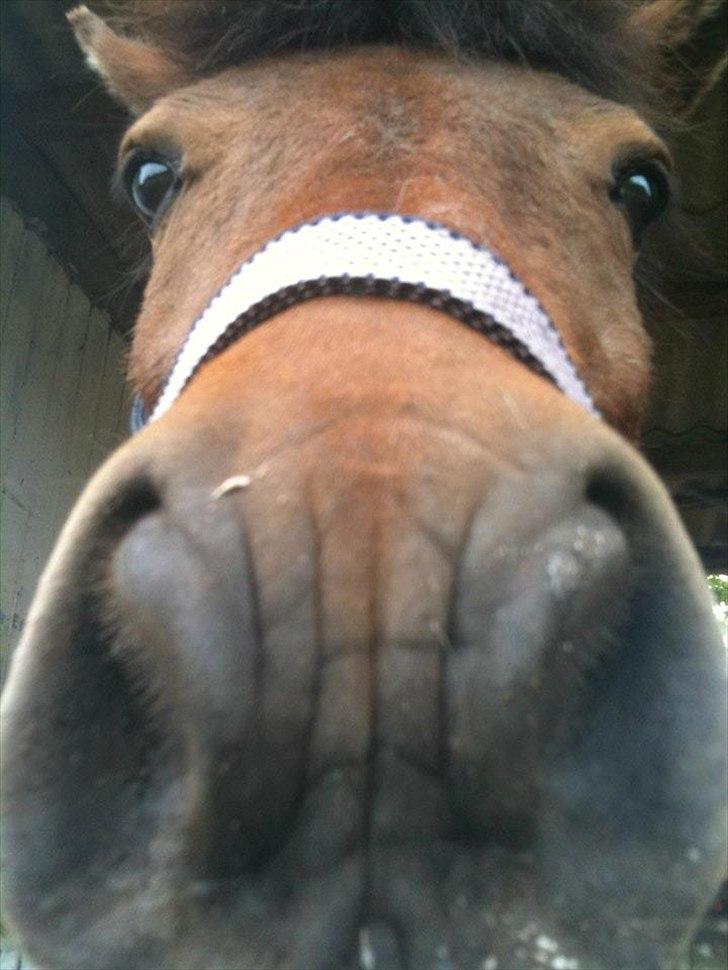 Anden særlig race Lulu billede 4