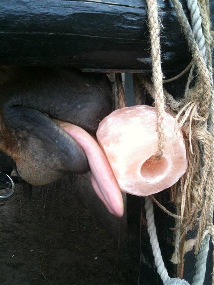 Anden særlig race Lulu billede 5