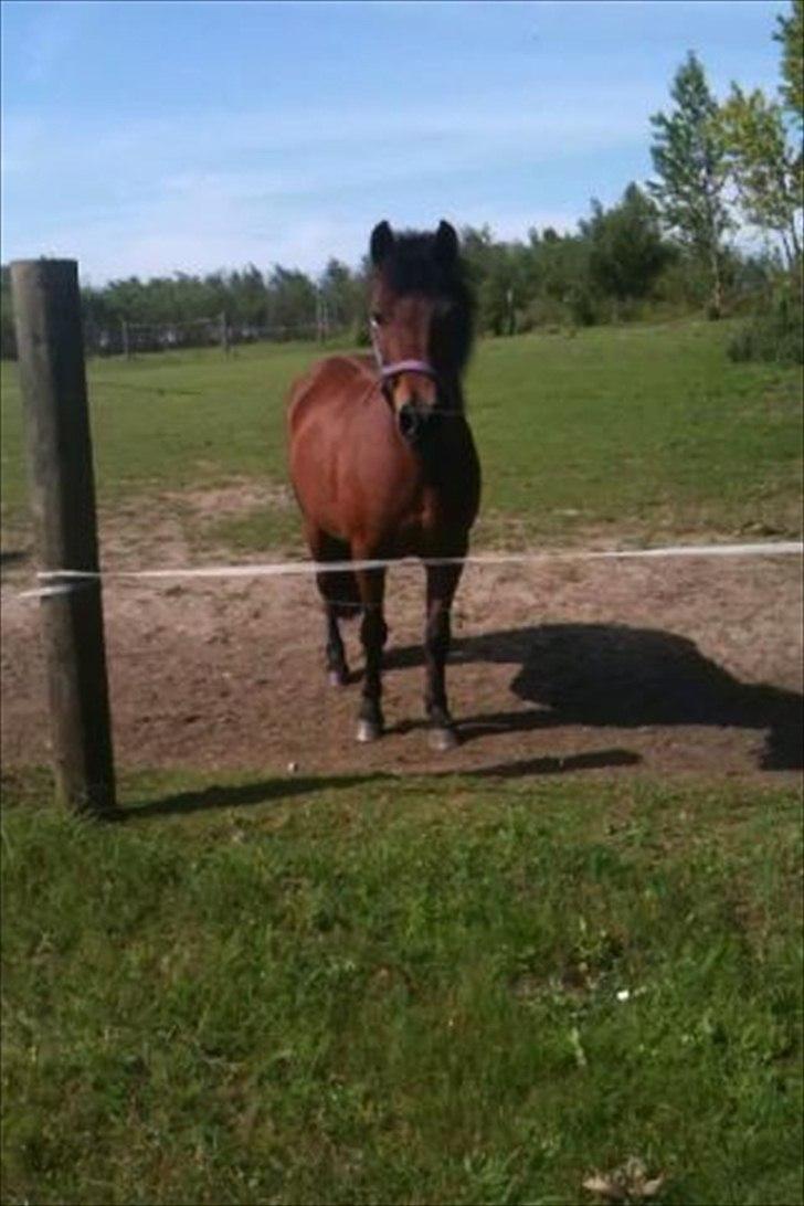 Anden særlig race Lulu billede 1