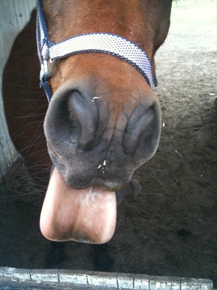 Anden særlig race Lulu billede 7