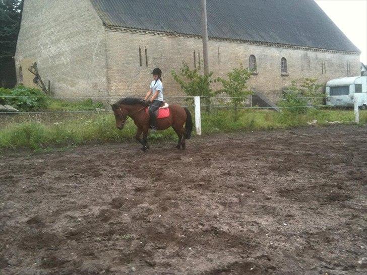 Anden særlig race Lulu - Simone der rider Lulu. billede 6