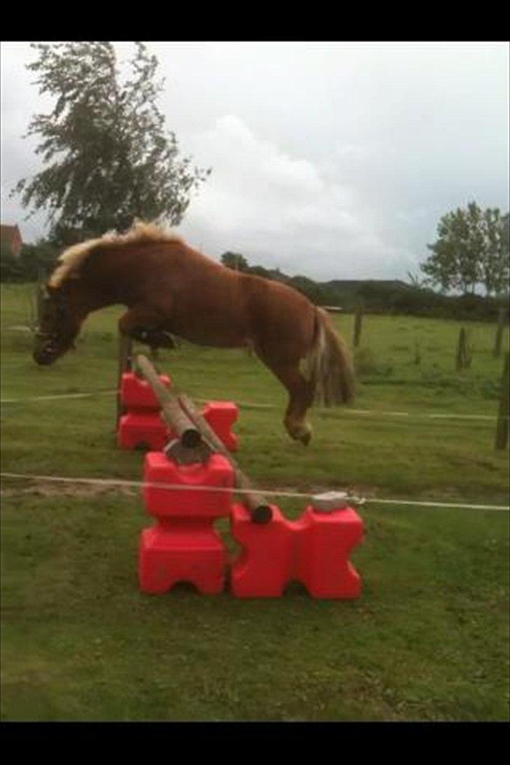 Shetlænder Coco billede 13