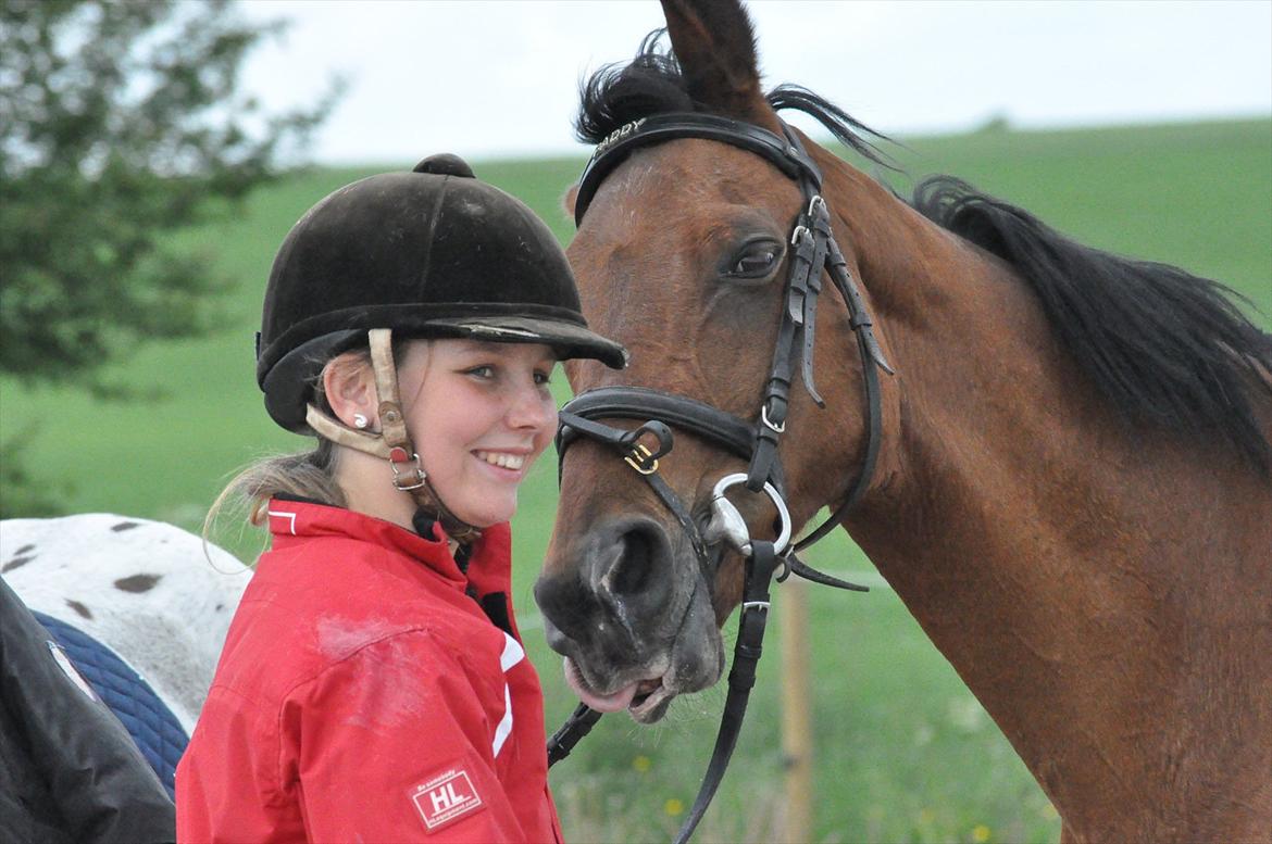 Anden særlig race Paddys last chance (solgt) - skøre pony billede 12