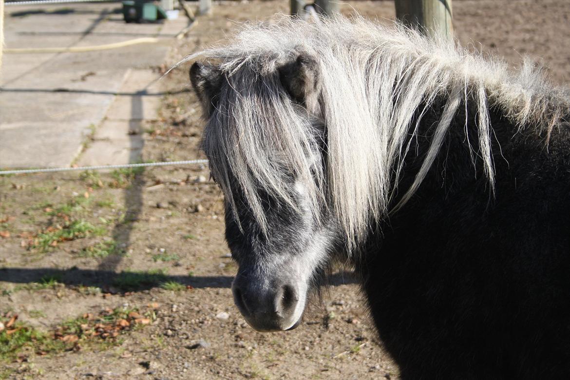 Shetlænder Bergeruds Jasmin - HEJ SMUKKE billede 16