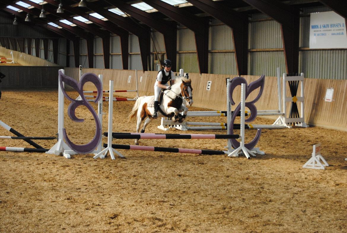 Pinto Beauty 'stjerneponyen!'  - Til stævne i HØJ :D <3 Flyvende pony! <3 ~Foto:far~ billede 15