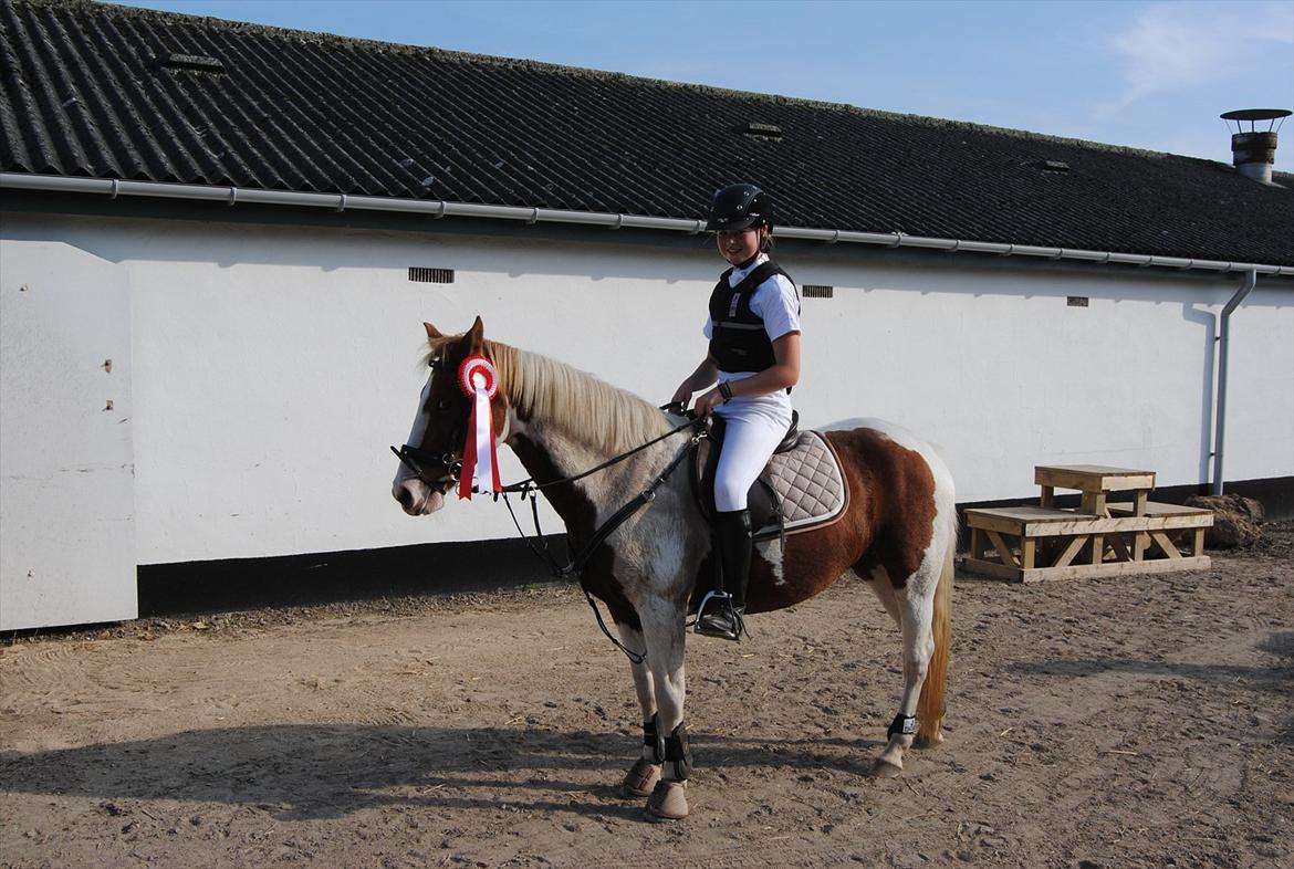 Pinto Beauty 'stjerneponyen!'  - Den 1. af 2 røde rosetter vi snuppede den dag :D <3 ~Foto: Far~ billede 16