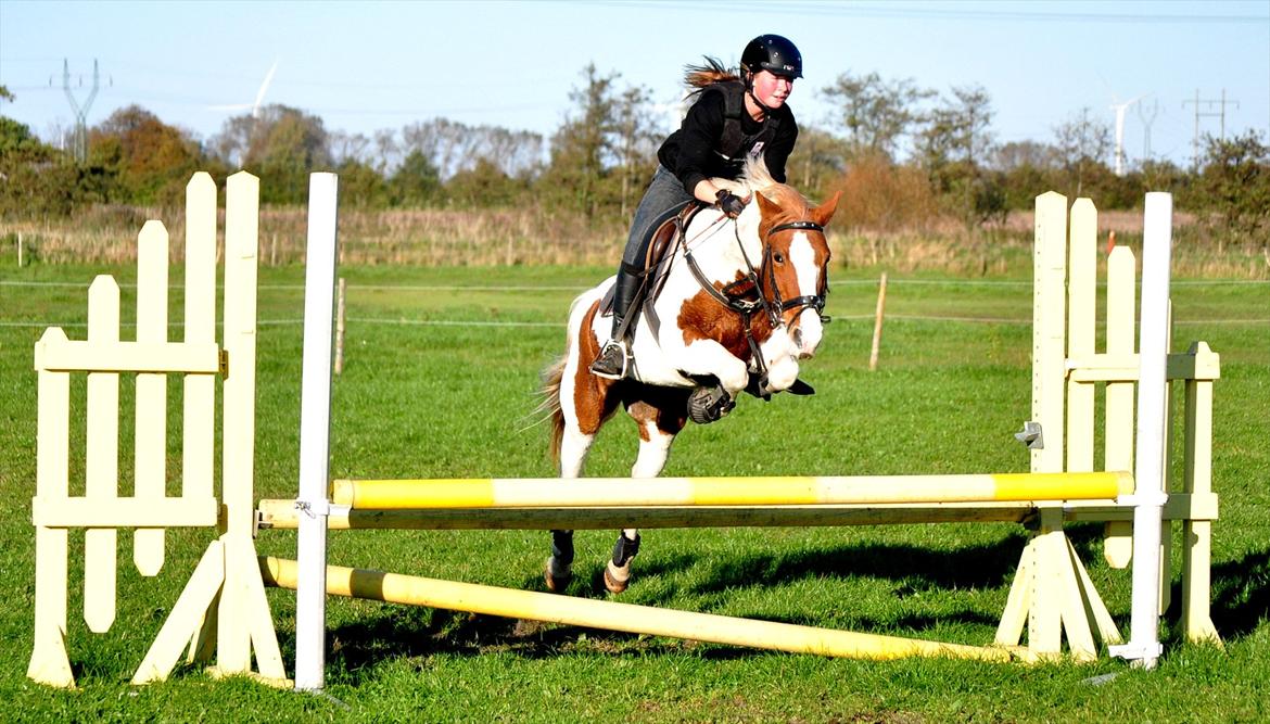 Pinto Beauty 'stjerneponyen!'  - Lidt hyggehop en lørdag eftermiddag i oktober ;D <3 ~Foto:Nadja Larsen~ billede 17