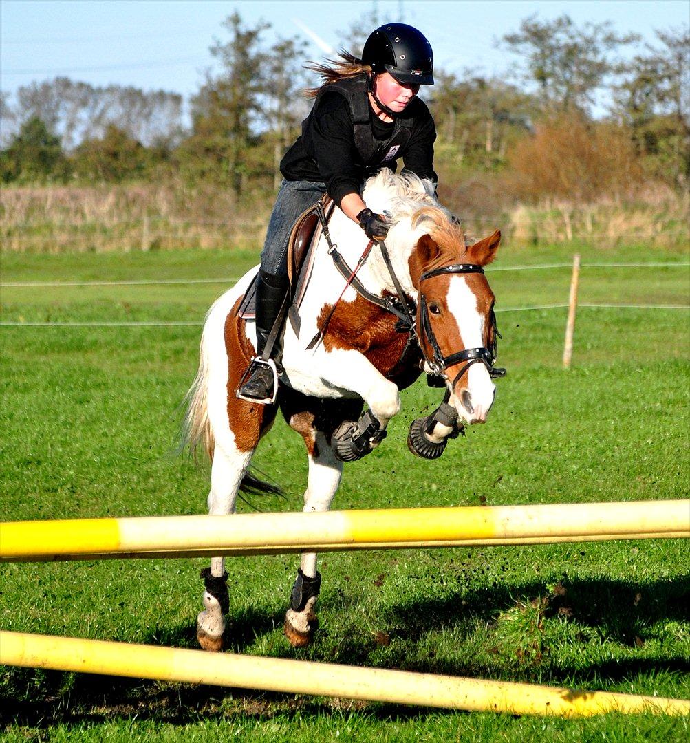 Pinto Beauty 'stjerneponyen!'  - :* <3 ~Foto: Nadja Larsen~ billede 18
