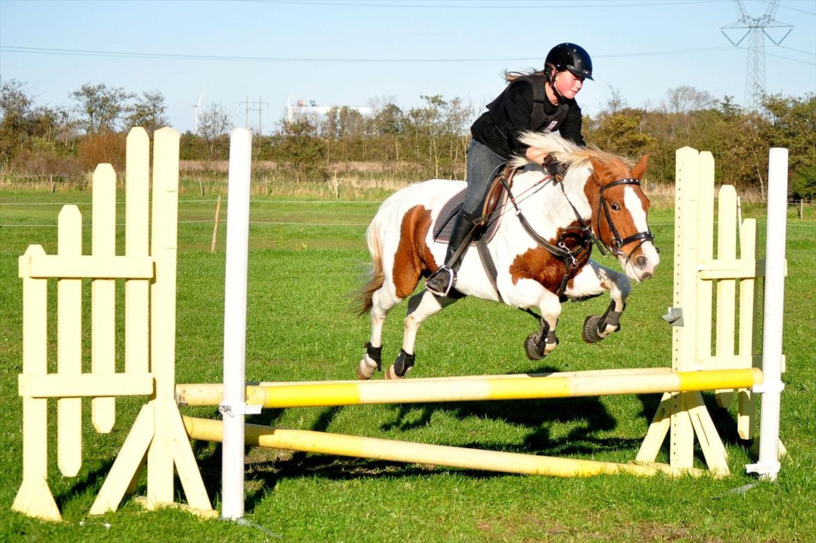 Pinto Beauty 'stjerneponyen!'  - I believe we can flyyy :P <3 ~Foto: Nadja Larsen~ billede 19
