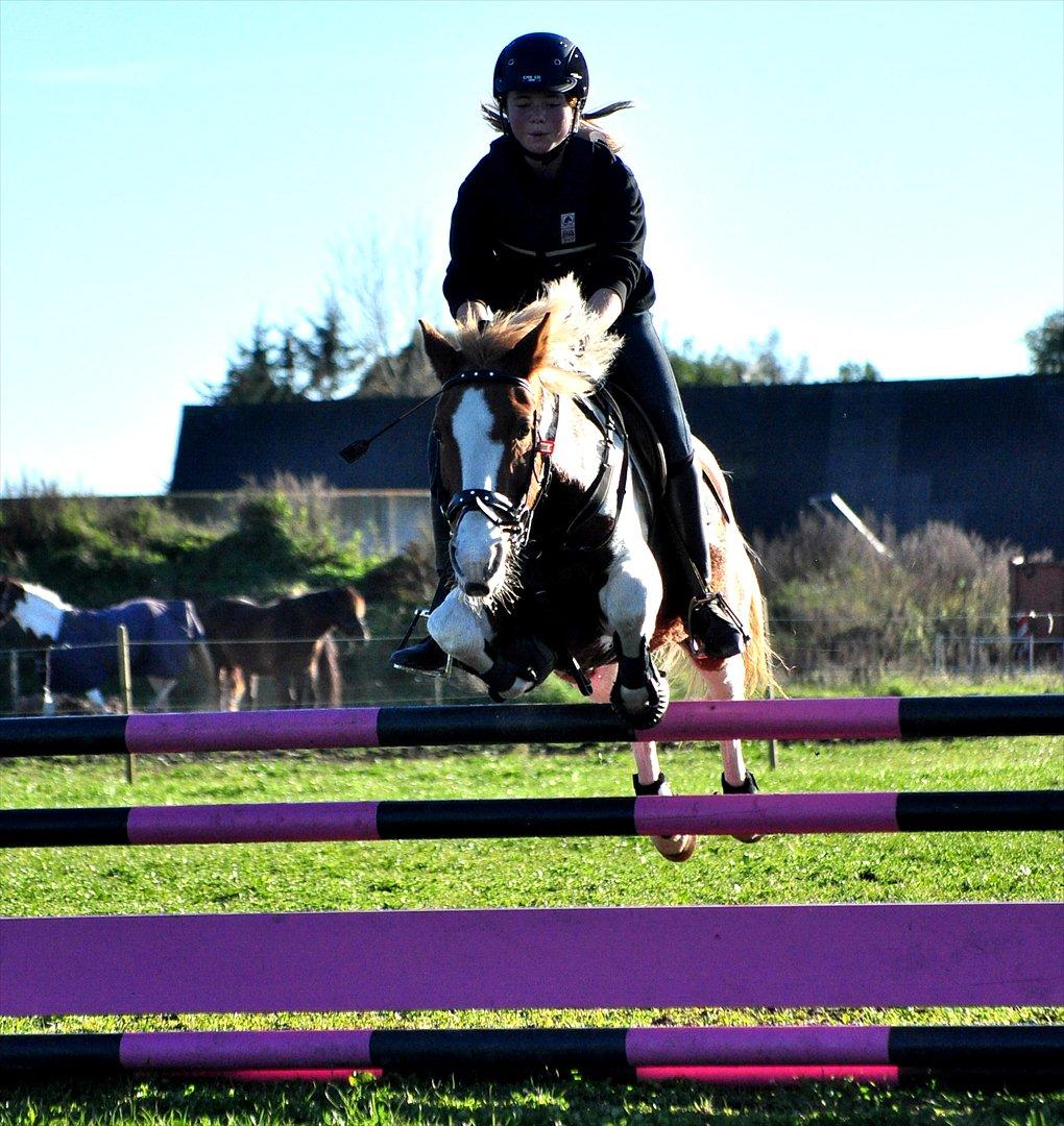 Pinto Beauty 'stjerneponyen!'  - Skønne pony! <3 ~Foto: Nadja Larsen~ billede 20