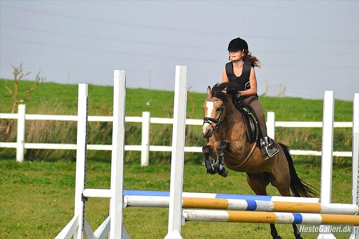 Anden særlig race Damgårds Maggie billede 11