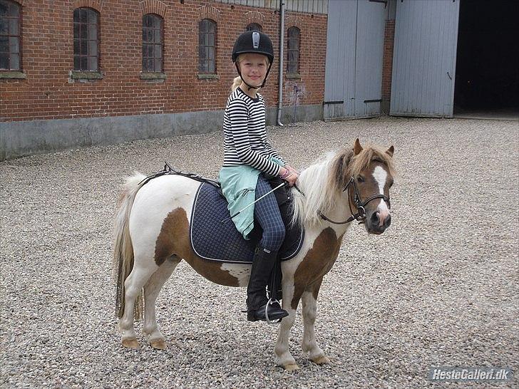 Shetlænder Chessy<33 billede 2