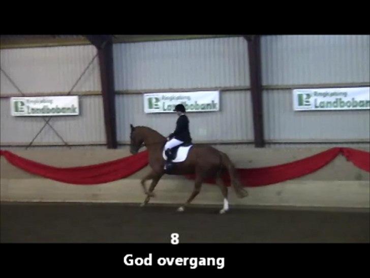 Dansk Varmblod Wald Staff billede 18