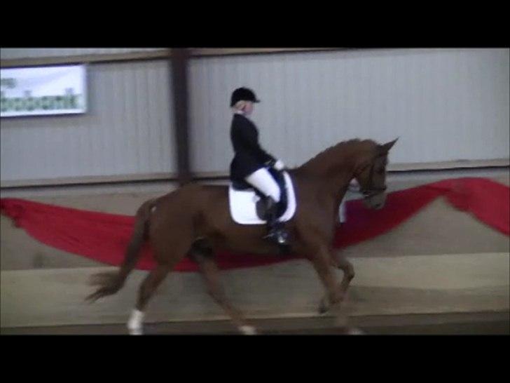 Dansk Varmblod Wald Staff billede 19