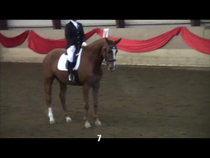 Dansk Varmblod Wald Staff billede 20