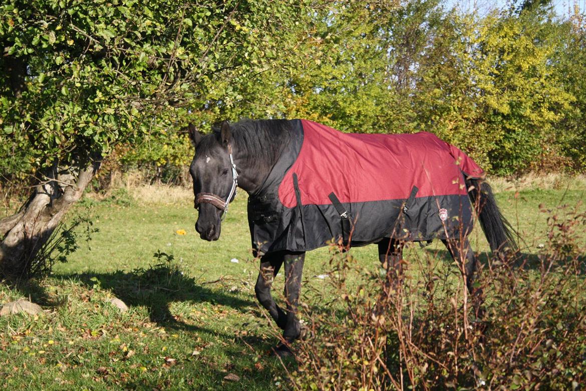 Anden særlig race stald Handbergs lugana billede 1