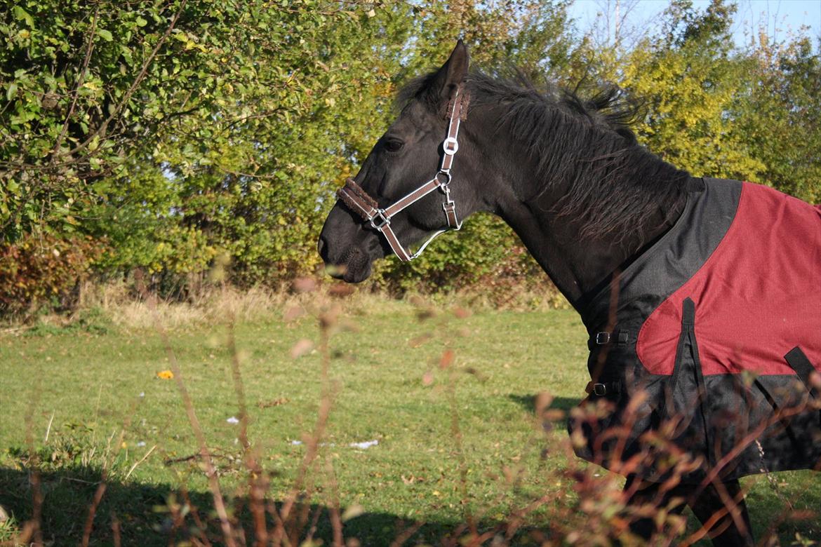 Anden særlig race stald Handbergs lugana billede 2