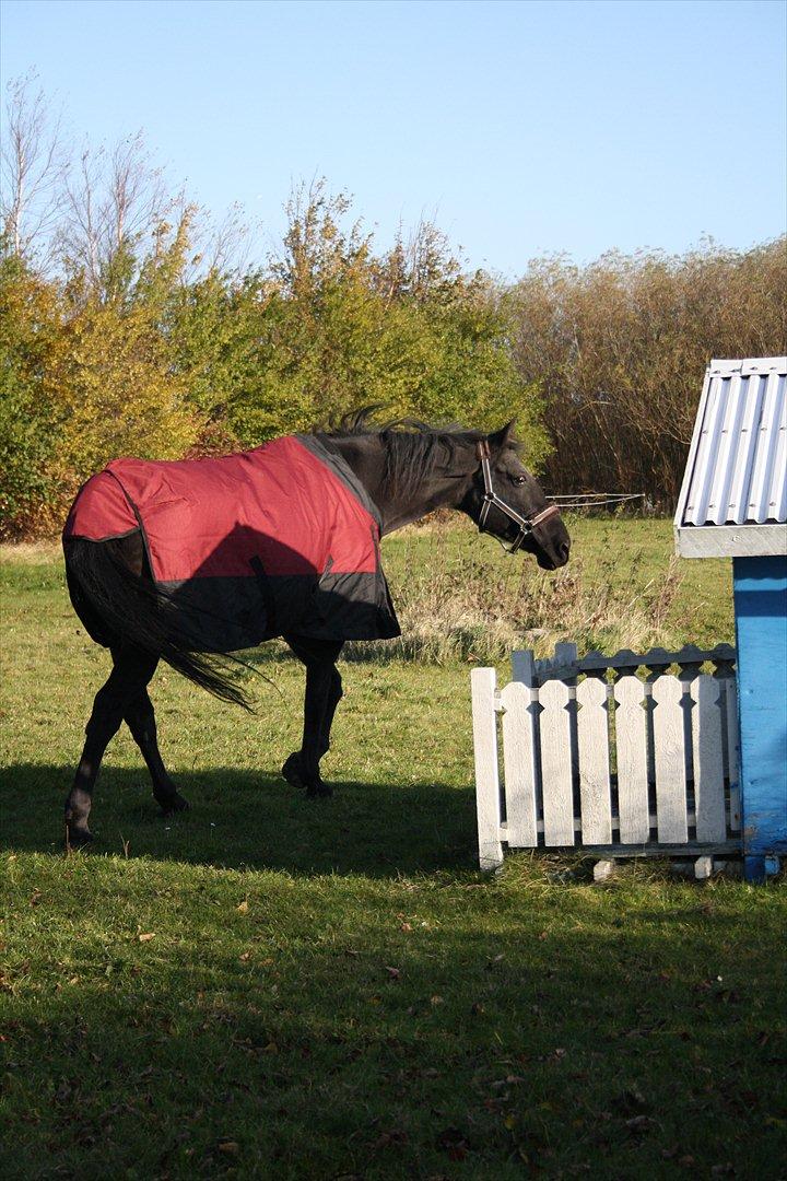 Anden særlig race stald Handbergs lugana billede 3
