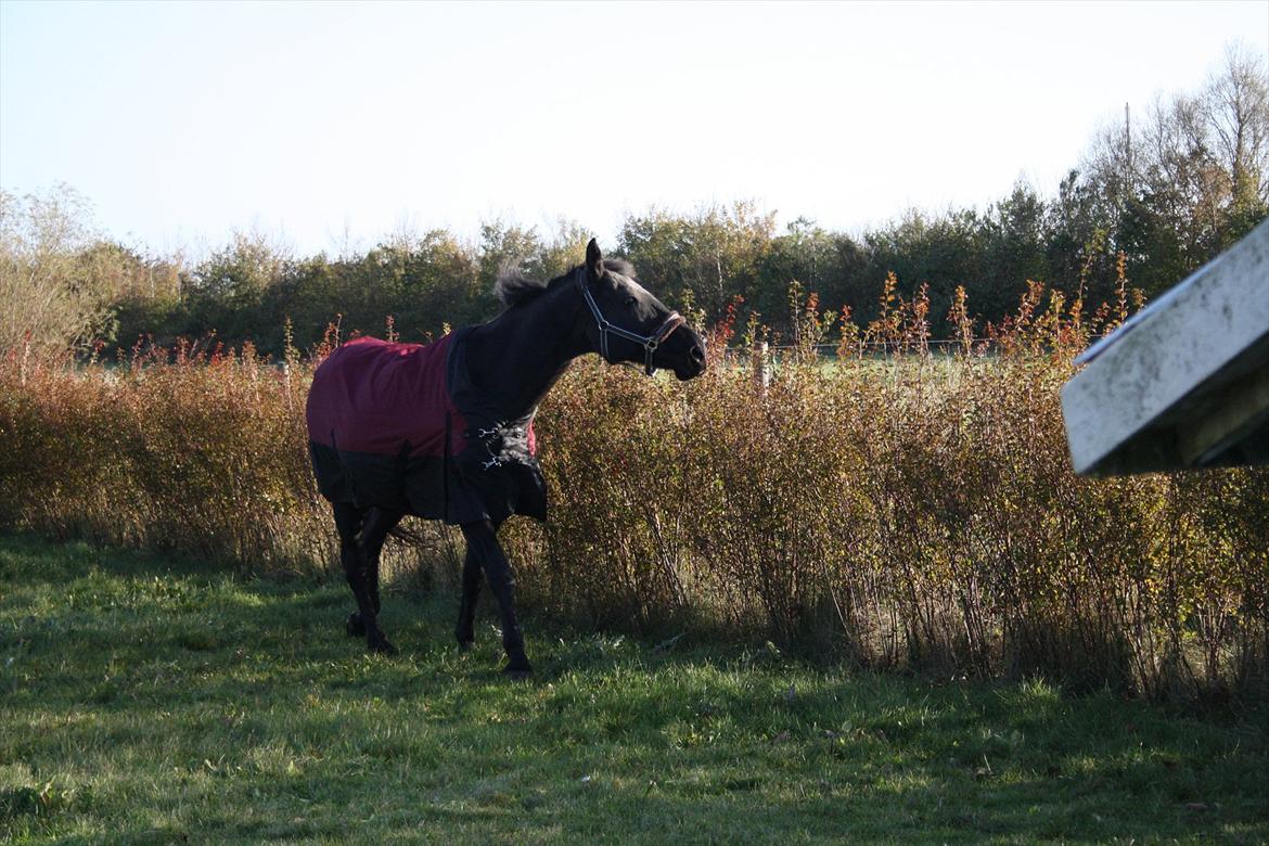 Anden særlig race stald Handbergs lugana billede 4