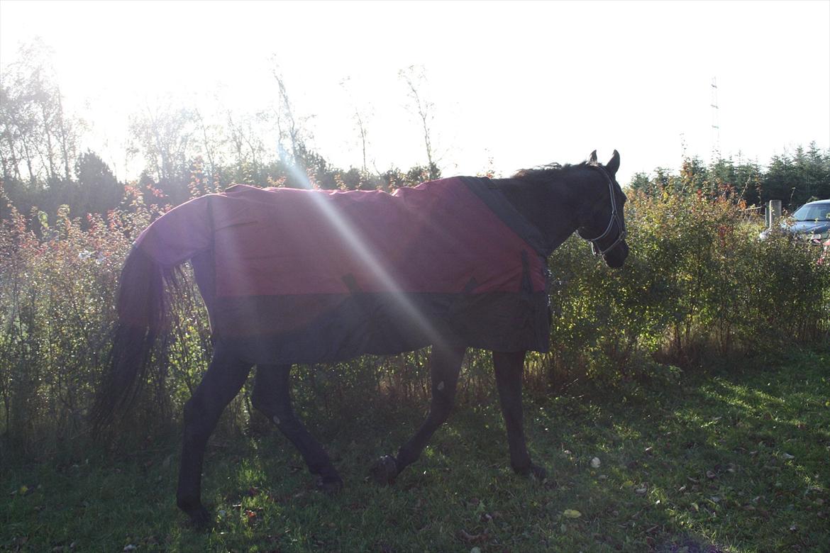 Anden særlig race stald Handbergs lugana billede 5