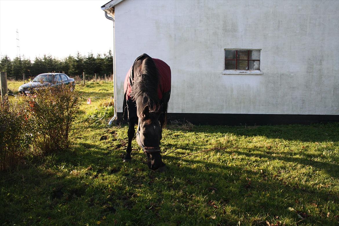 Anden særlig race stald Handbergs lugana billede 6