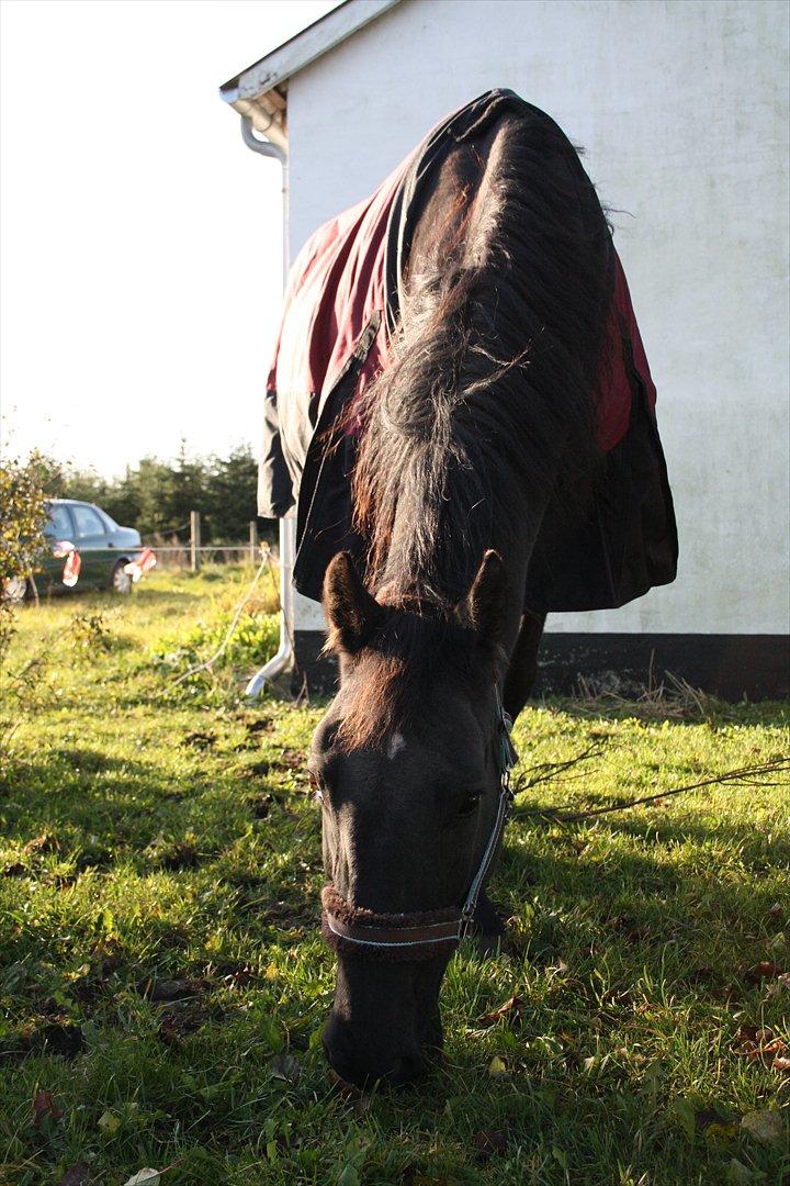 Anden særlig race stald Handbergs lugana billede 7