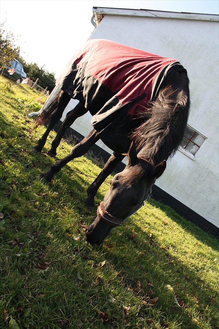 Anden særlig race stald Handbergs lugana billede 8