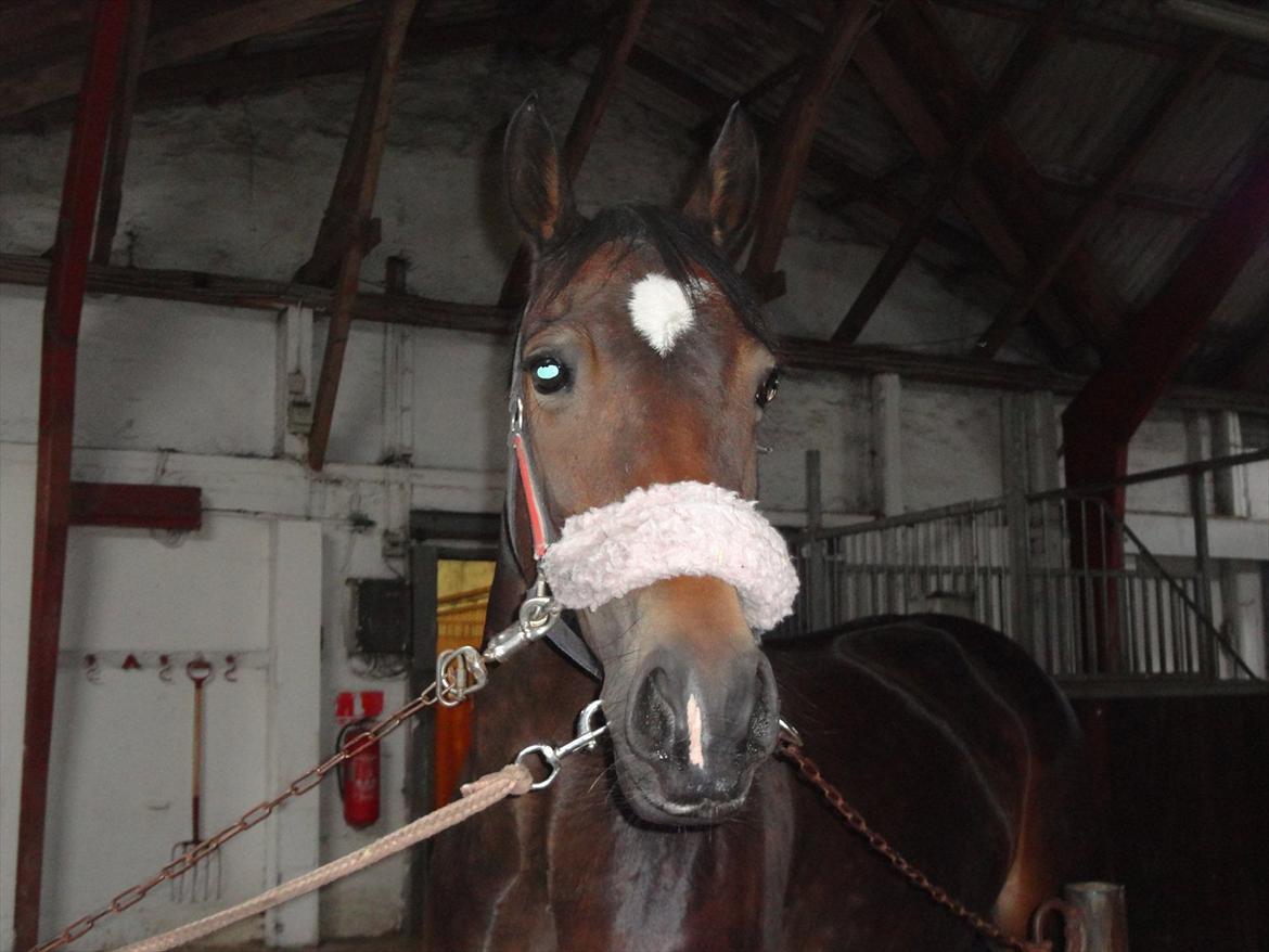 Welsh Cob (sec D) Vlietstede Brilliant Idris - Elsket&Savnet <3 min smukke pony <3 :'( <3 nøj hvor jeg dog savner og springe på dig!:(
<3 billede 4