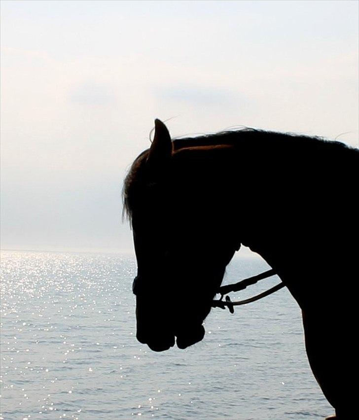 New Forest Strandgårdens Moonlight - Du det smukkeste væsen på jorden<3 billede 5