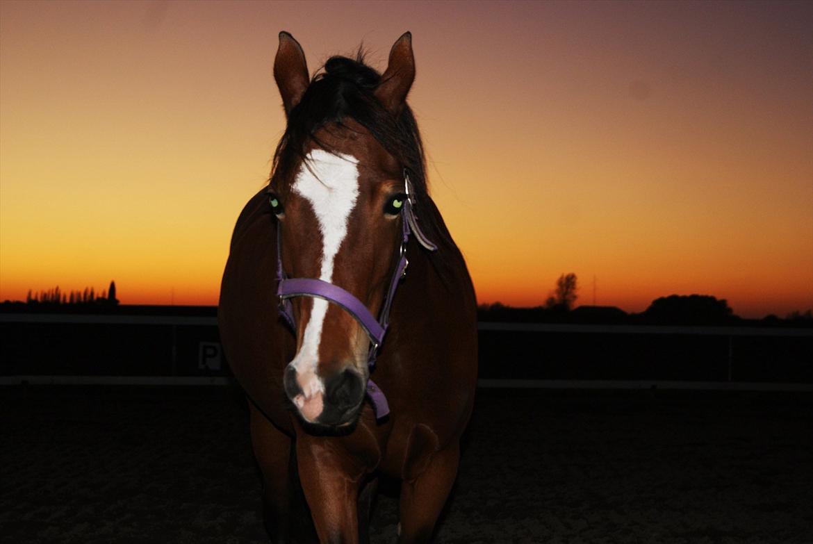 Welsh Cob (sec D) Nebo Tulip  - 16/10-11 billede 4