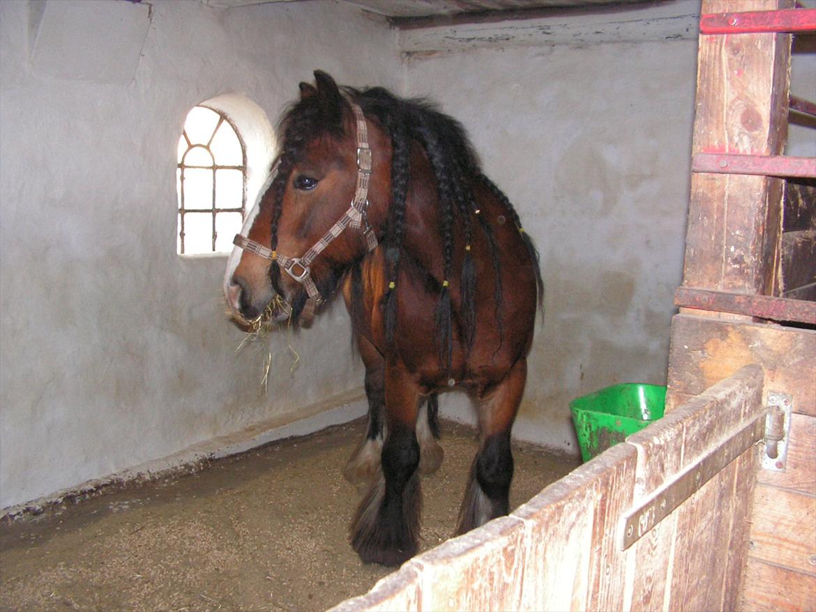 Irish Cob Duke - Duke i sin box. billede 15