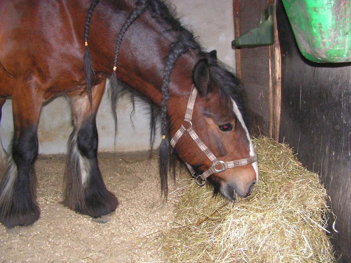 Irish Cob Duke - Duke i sin box. billede 16