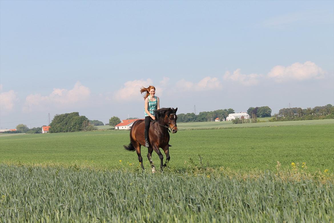 New Forest Strandgårdens Moonlight billede 16