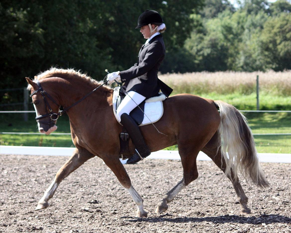 Welsh Pony af Cob-type (sec C) Fjordglimt Mr. George billede 17